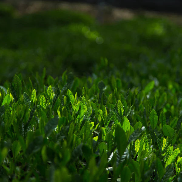 Matcha Tea Leaves